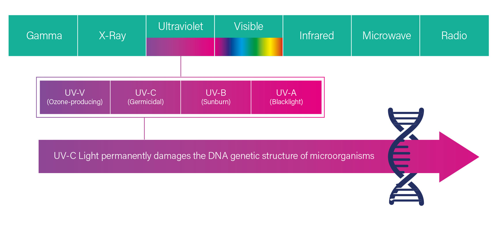 UV-C graphic showing how Ultra-C light works